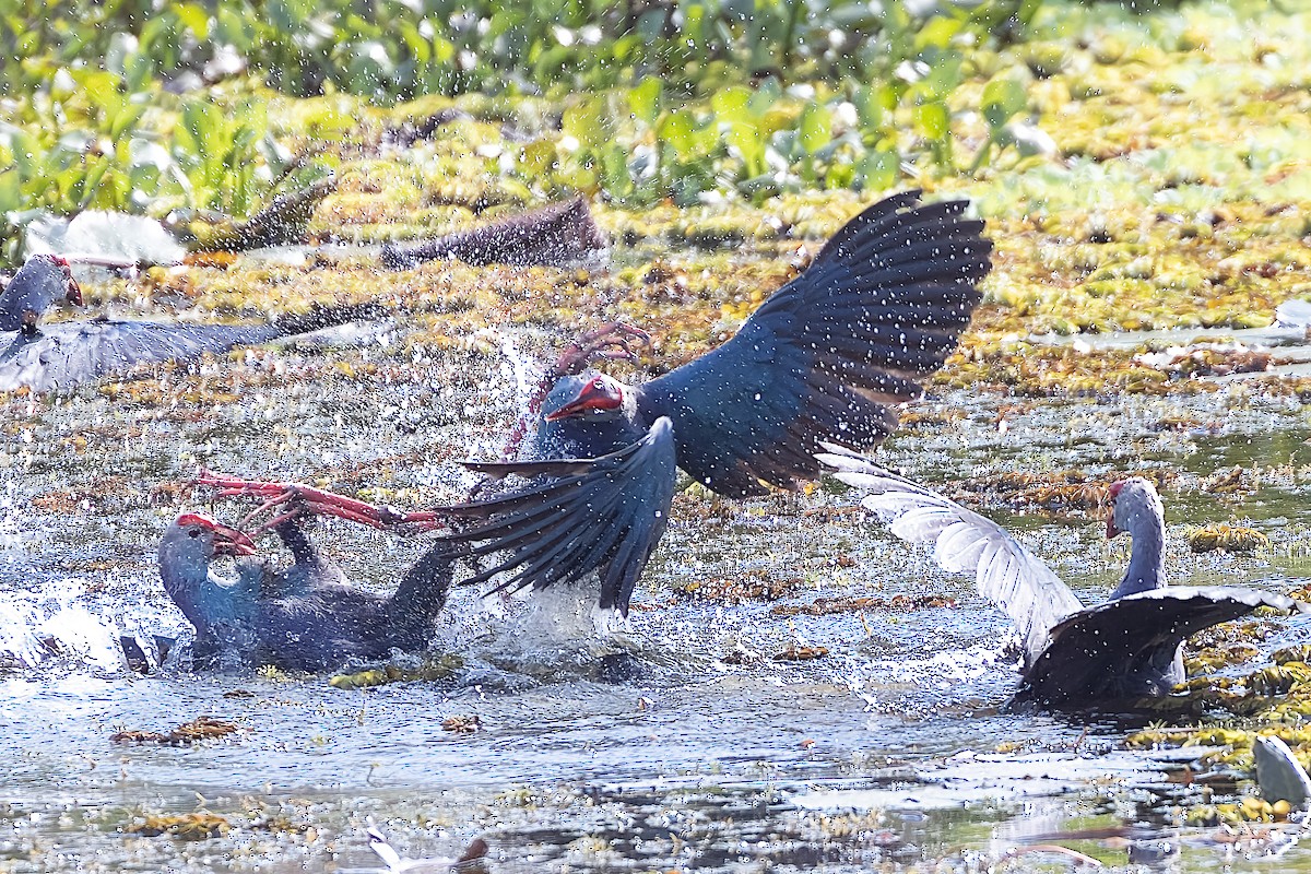 Gray-headed Swamphen - ML509480211