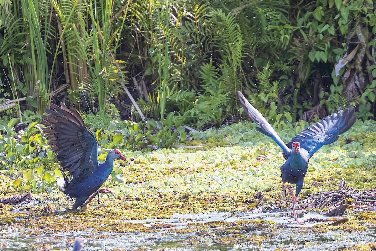 Gray-headed Swamphen - ML509480221