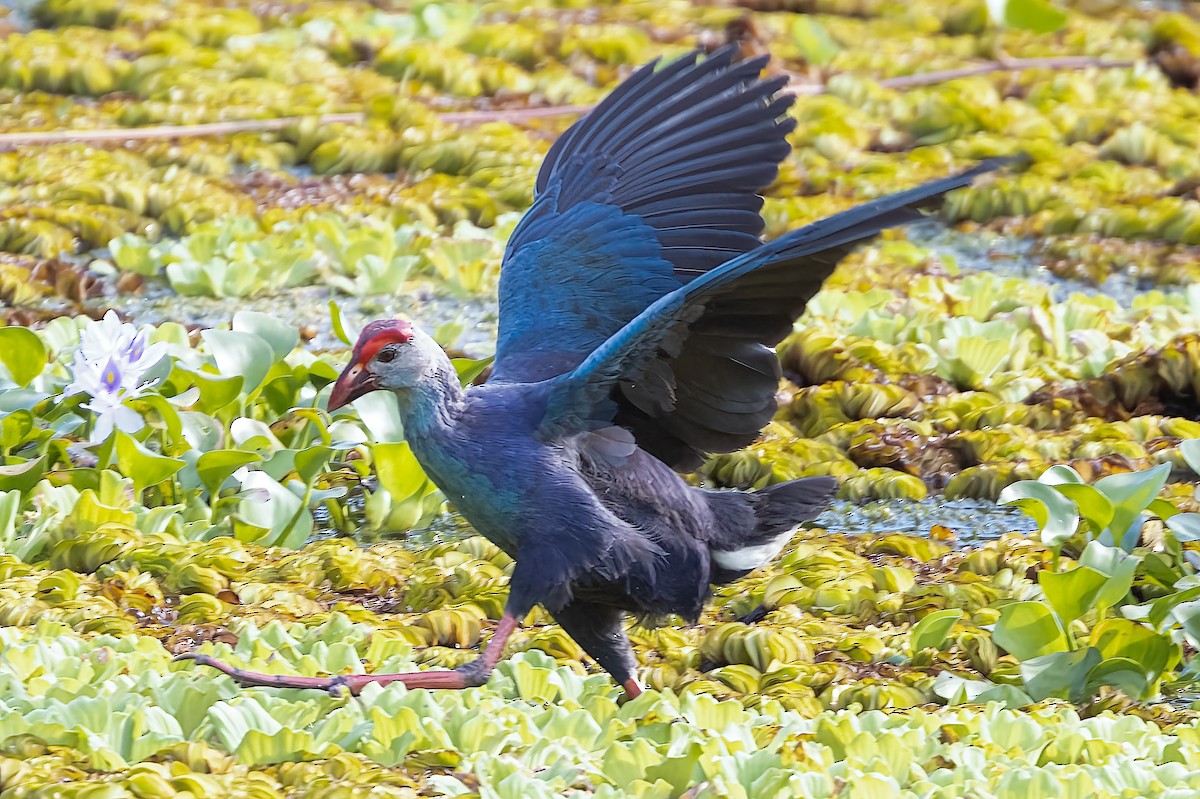 Gray-headed Swamphen - ML509480231