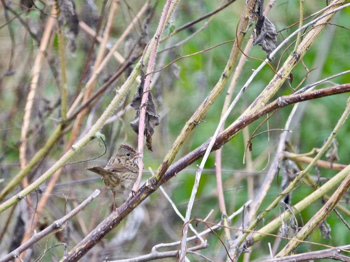 Lincoln's Sparrow - ML509480441