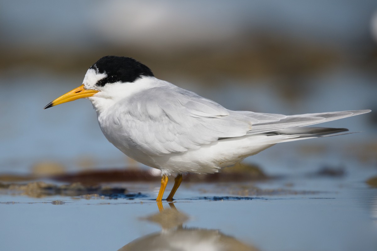 Australian Fairy Tern - Nik Mulconray