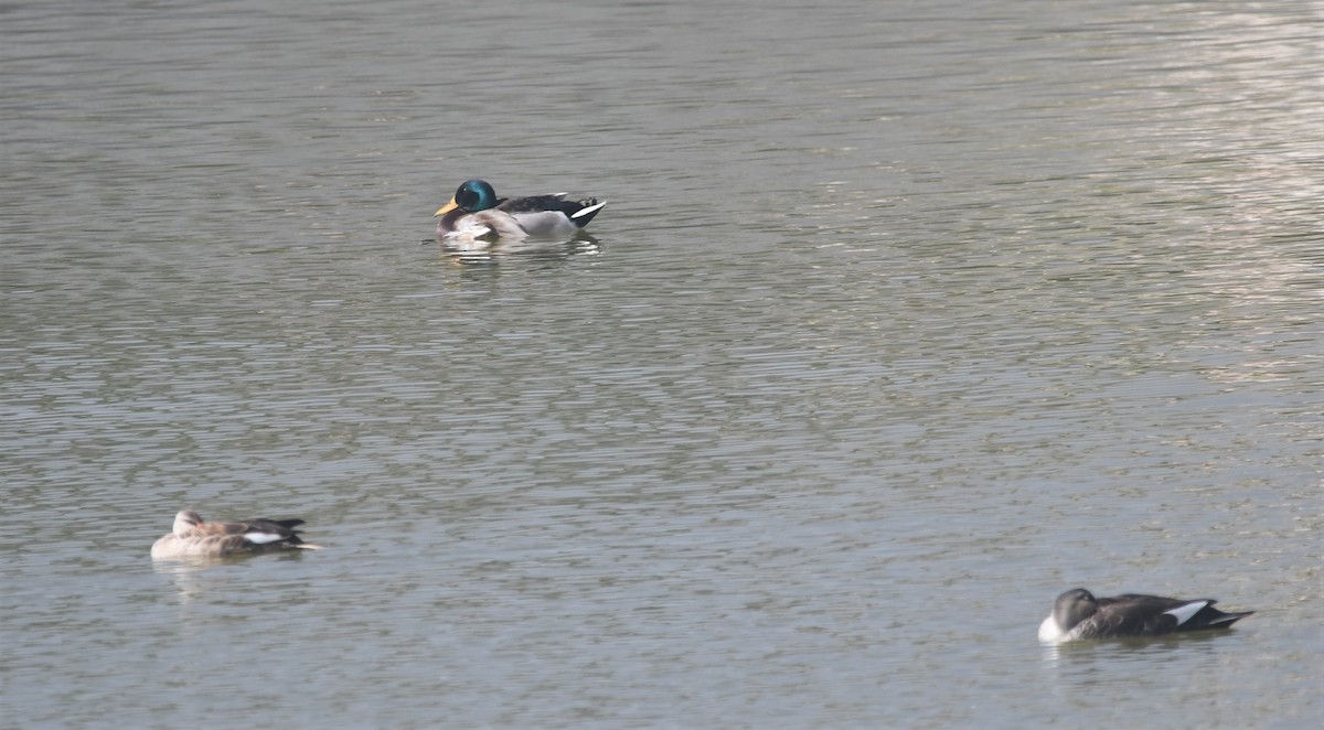 Canard colvert - ML509481231