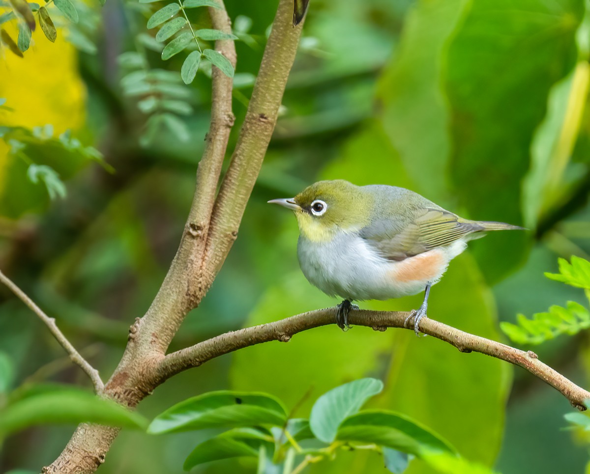 Chestnut-flanked White-eye - ML509481641