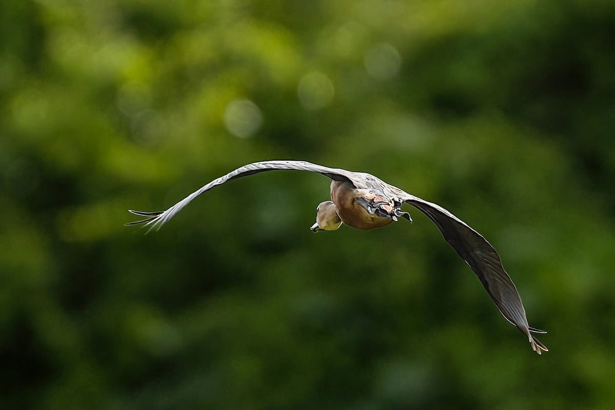 Dendrocygne siffleur - ML509483281