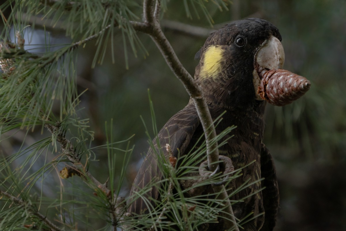 kakadu černý - ML509485711