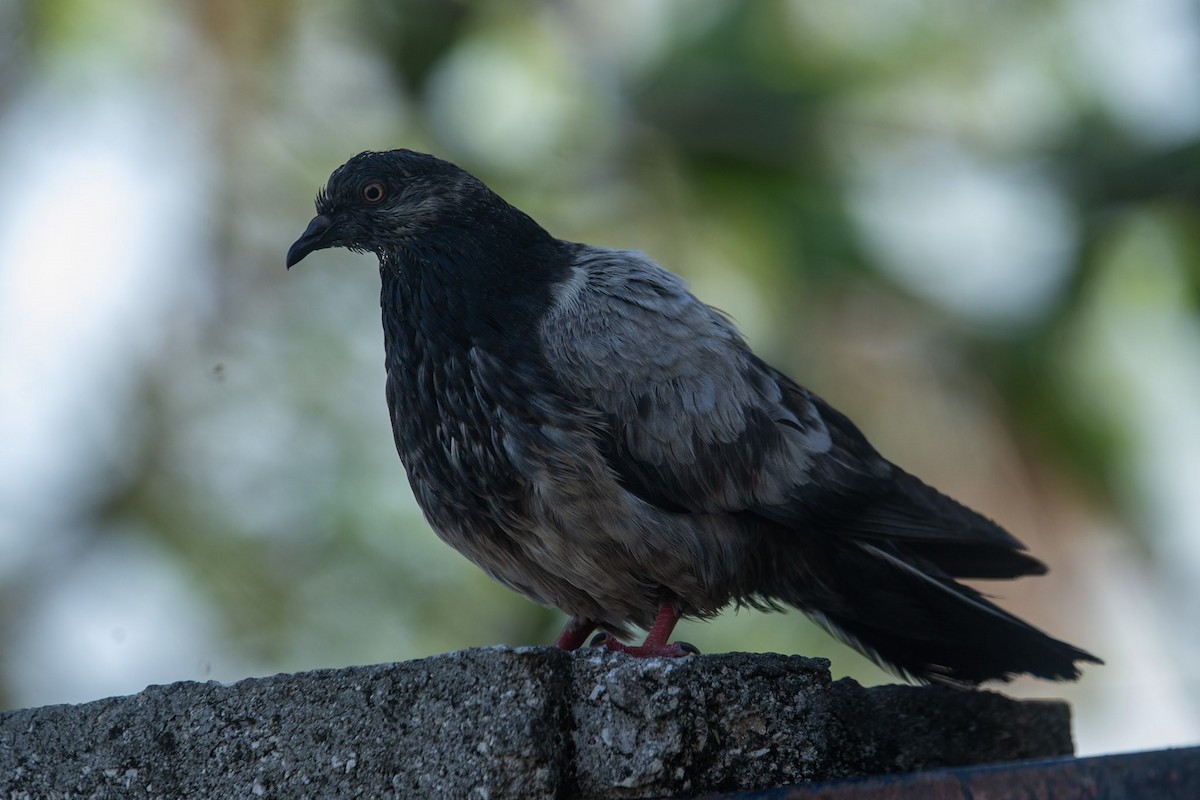 Rock Pigeon (Feral Pigeon) - ML509485831