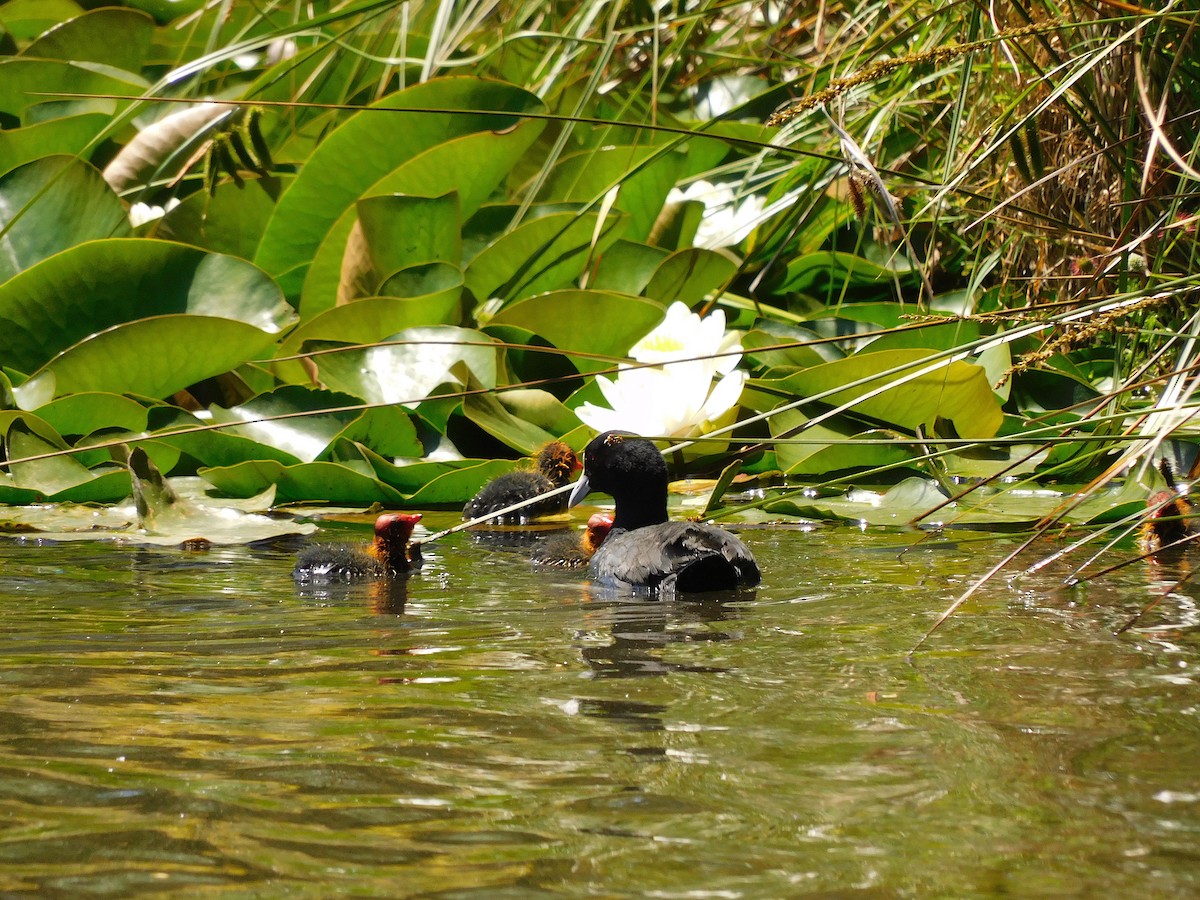 Eurasian Coot - ML509486931