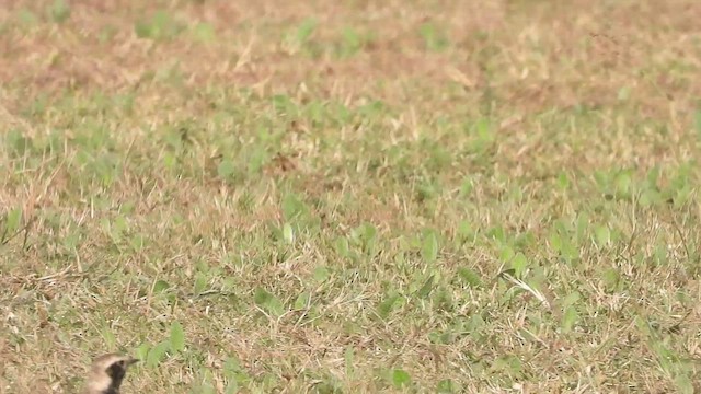 Pied Wheatear - ML509487341