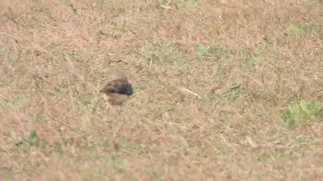 Pied Wheatear - ML509487371