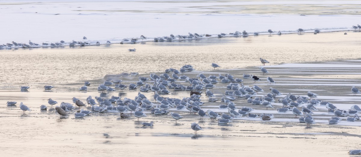 Gaviota de Kamchatka - ML509487391