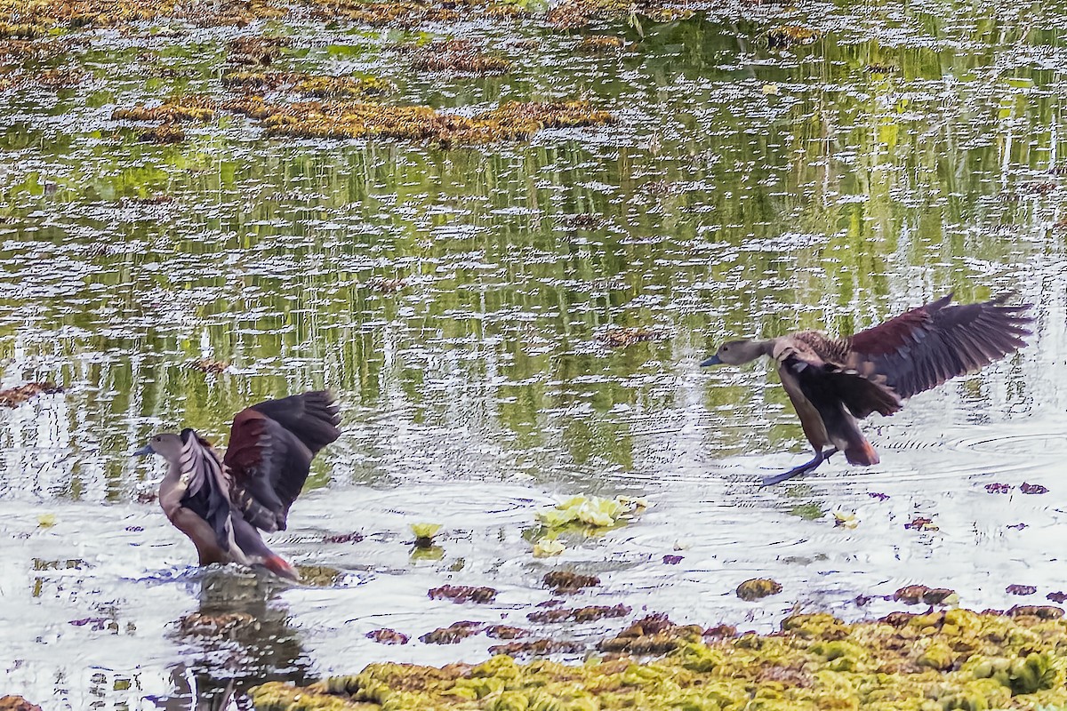 Dendrocygne siffleur - ML509488401