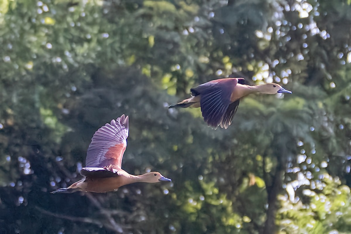 Lesser Whistling-Duck - ML509490001