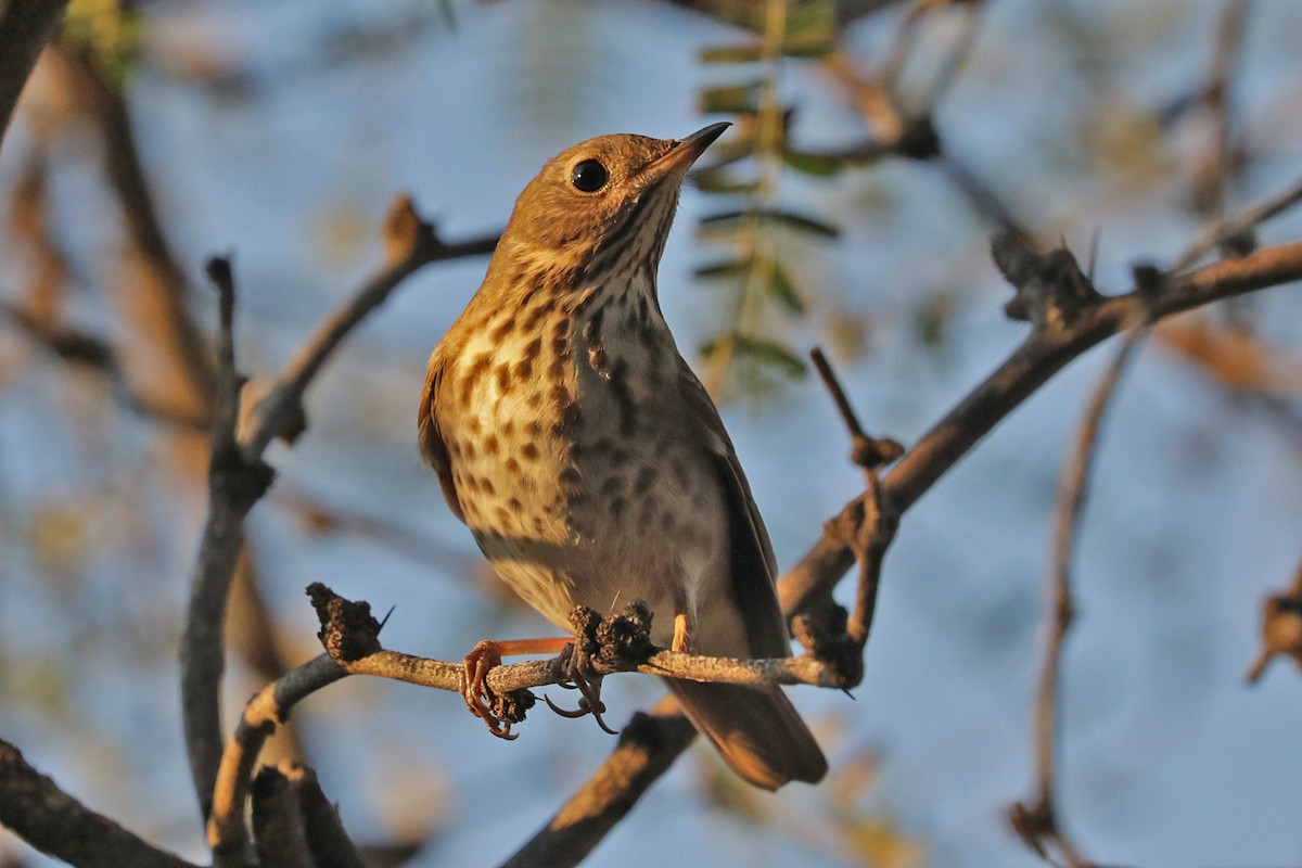 Hermit Thrush - ML509490051