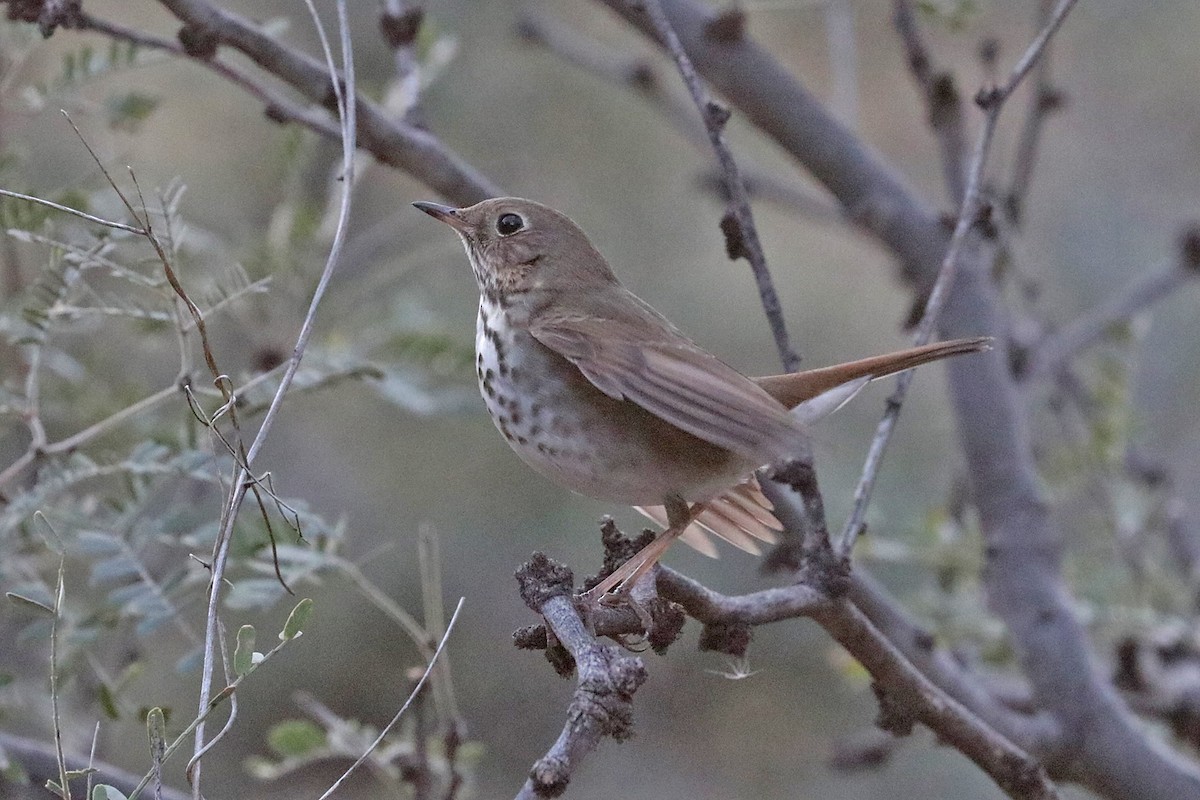 Hermit Thrush - ML509490061