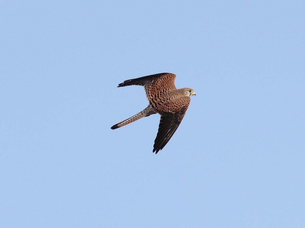 Eurasian Kestrel - ML509490121