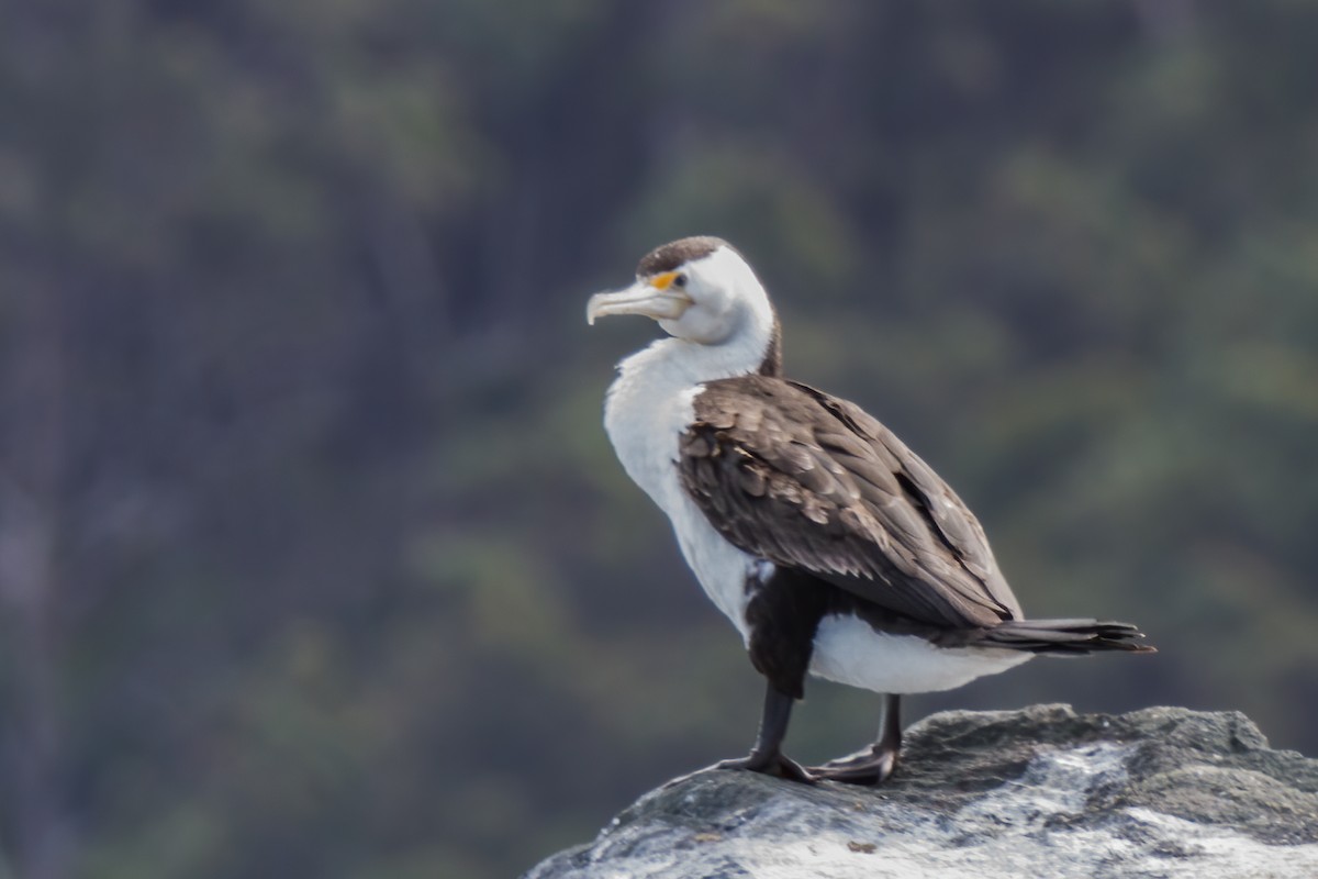 Pied Cormorant - ML509490401