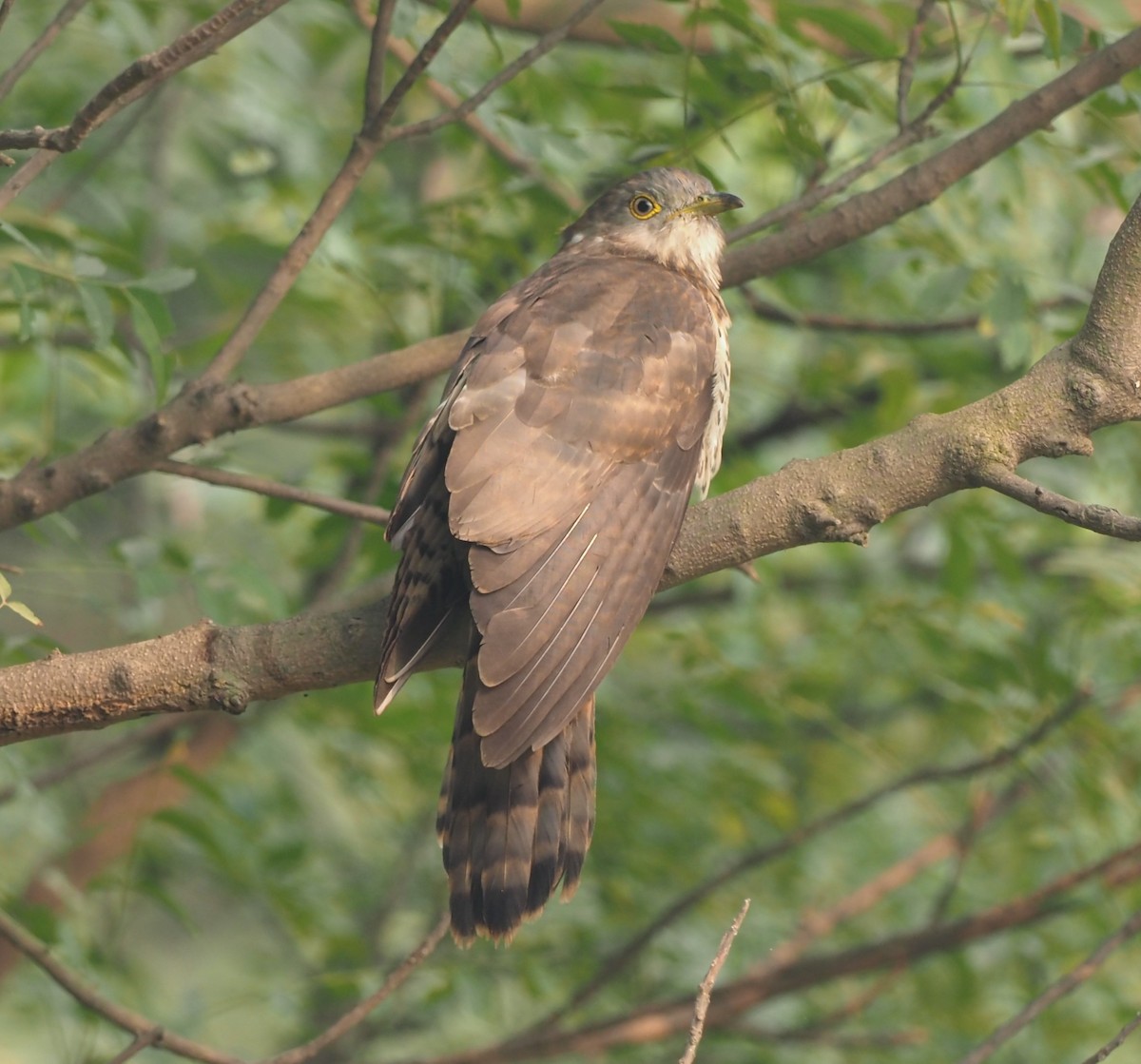 Common Hawk-Cuckoo - Mark Stevenson