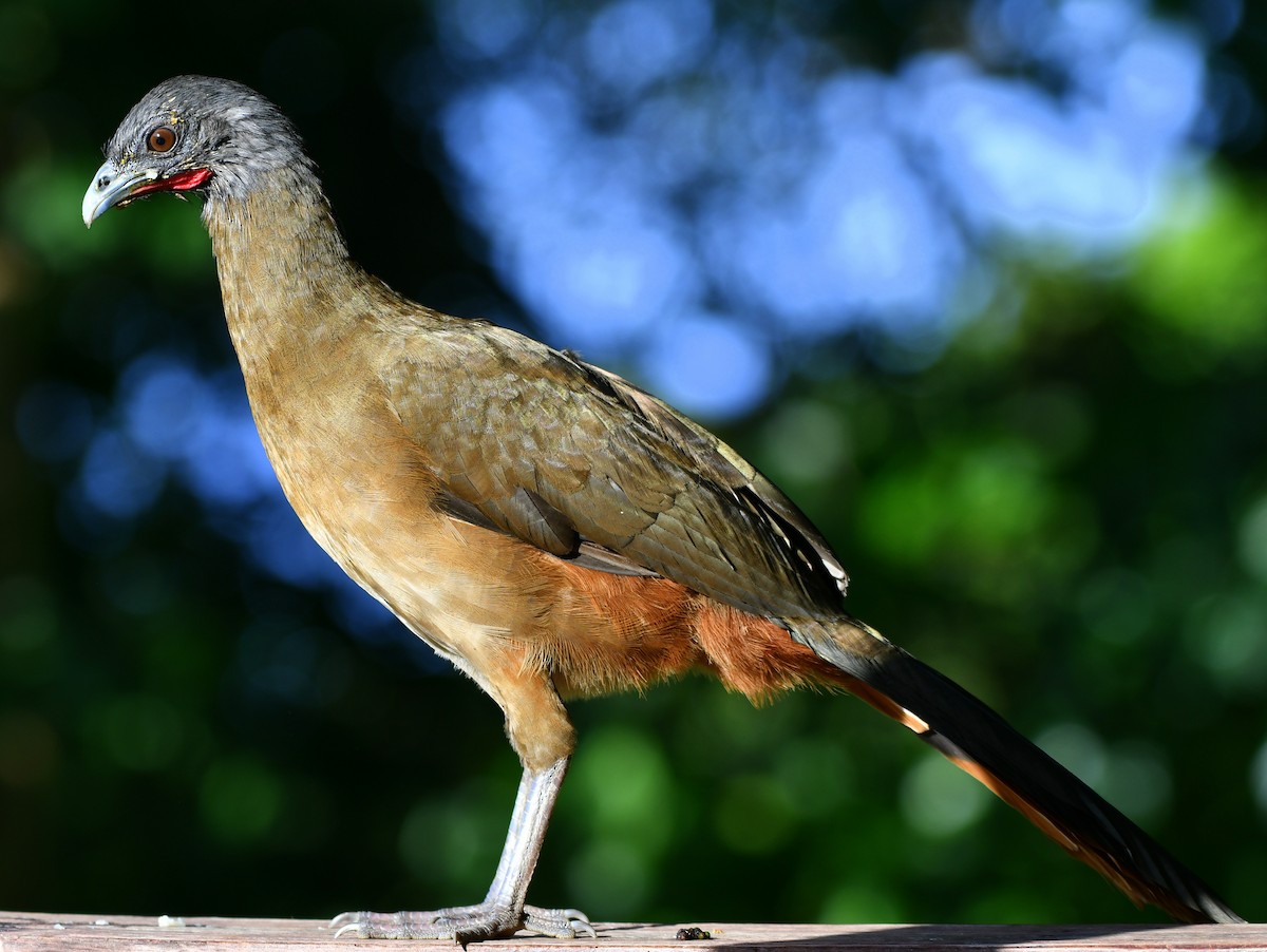 Rufous-vented Chachalaca - John Woodman