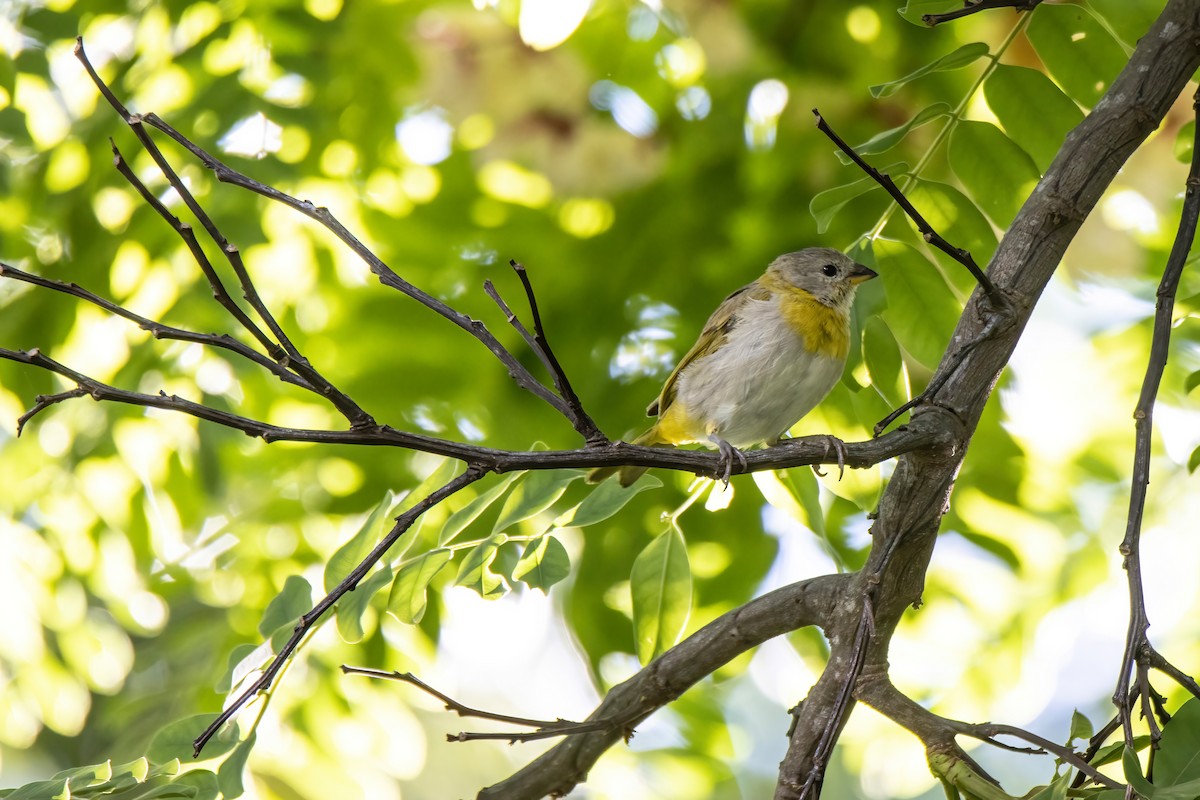 Saffron Finch - ML509492761