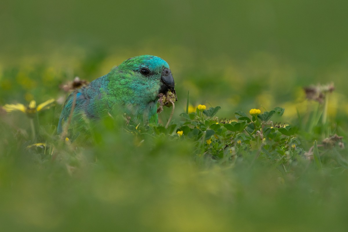 rosela zpěvavá - ML509493391