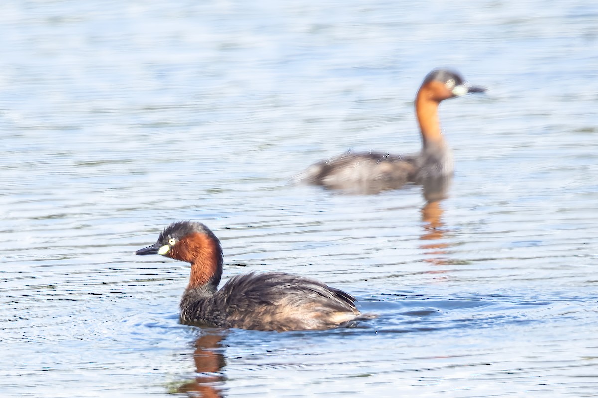 Little Grebe - ML509493971