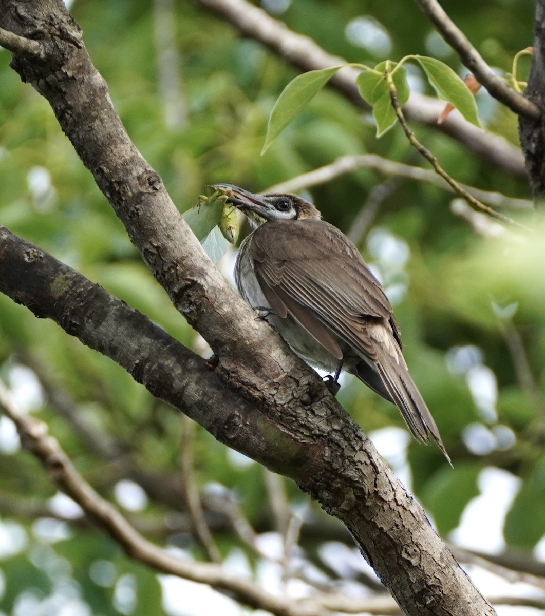 Little Friarbird - ML509494741