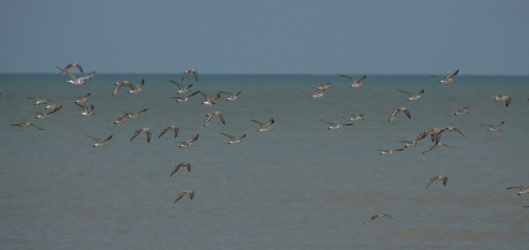 Tibetan Sand-Plover - Nur Munira Azman