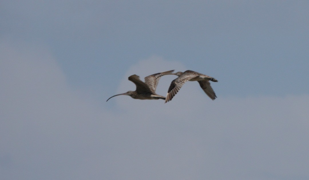 Far Eastern Curlew - ML509495121