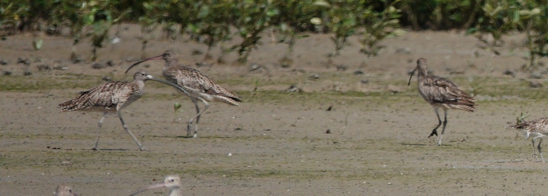 Far Eastern Curlew - ML509495131