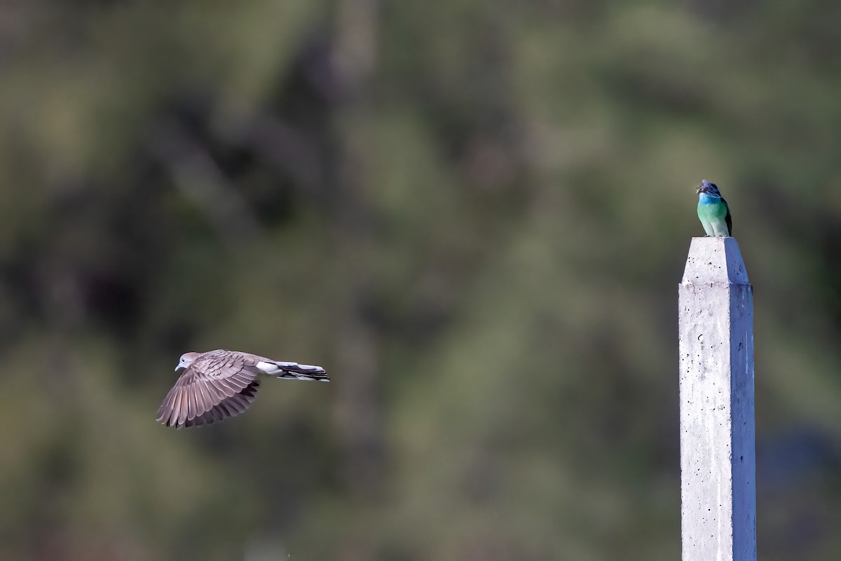 Zebra Dove - ML509495701