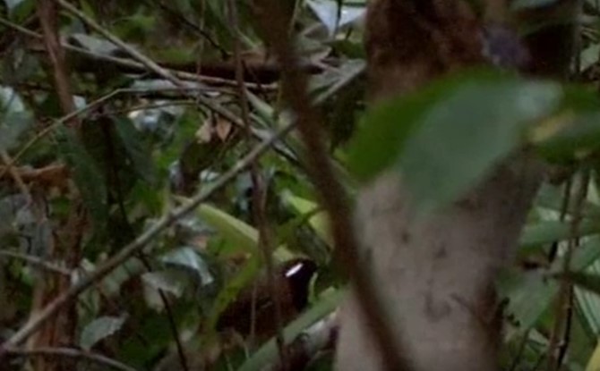 Chestnut-belted Gnateater - ML509495801