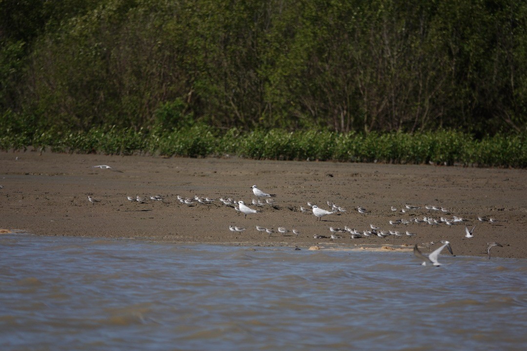 Gull-billed Tern - ML509496231