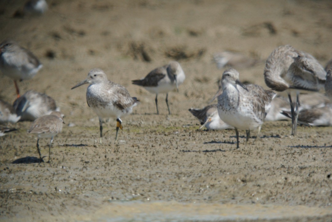 Great Knot - Nur Munira Azman