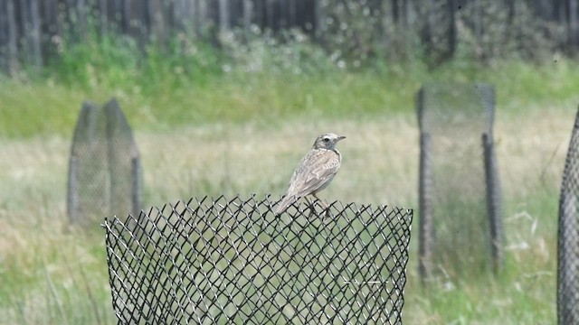 Bisbita Neozelandés (grupo australis) - ML509496421