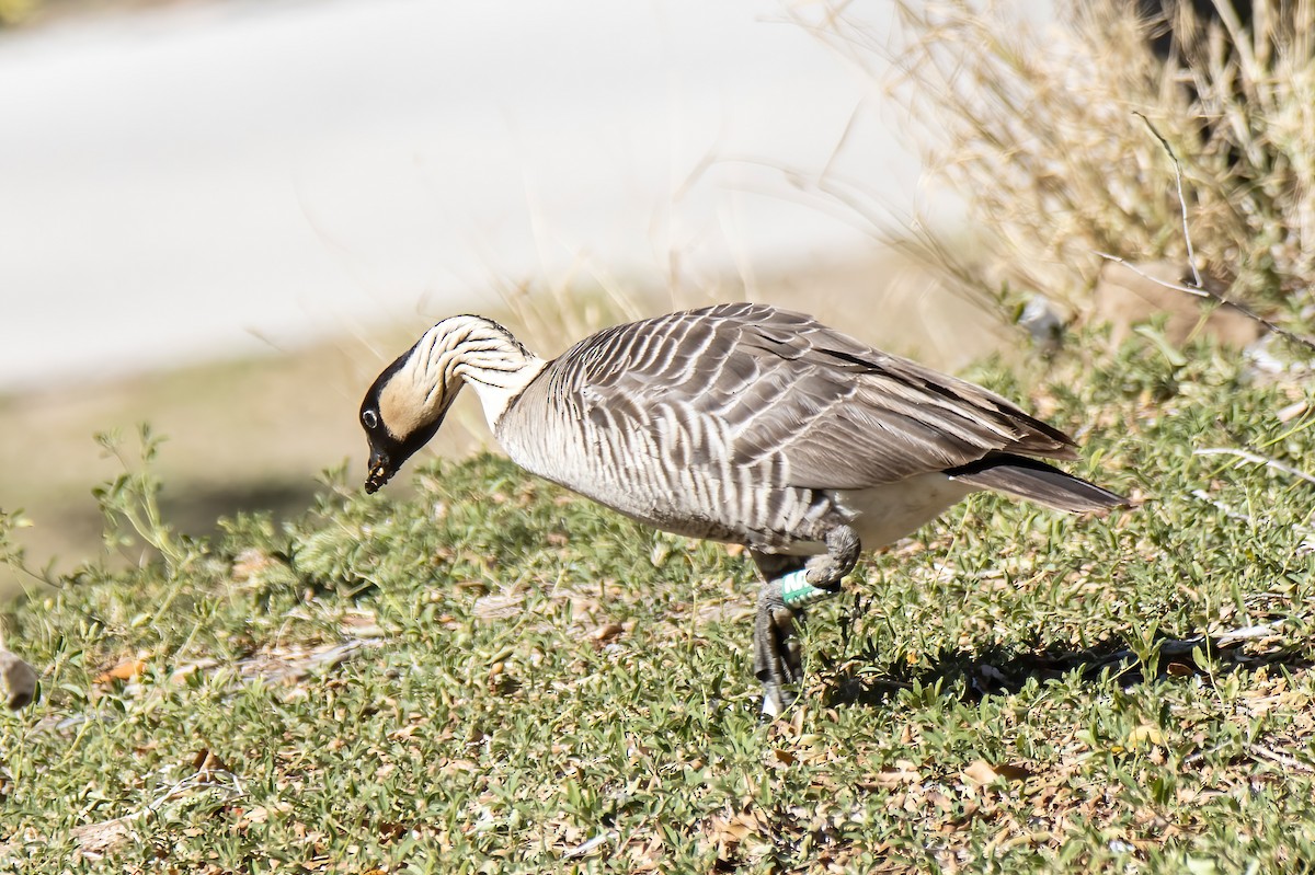 Hawaiian Goose - ML509496631