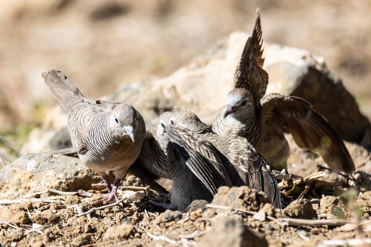 Zebra Dove - ML509496651