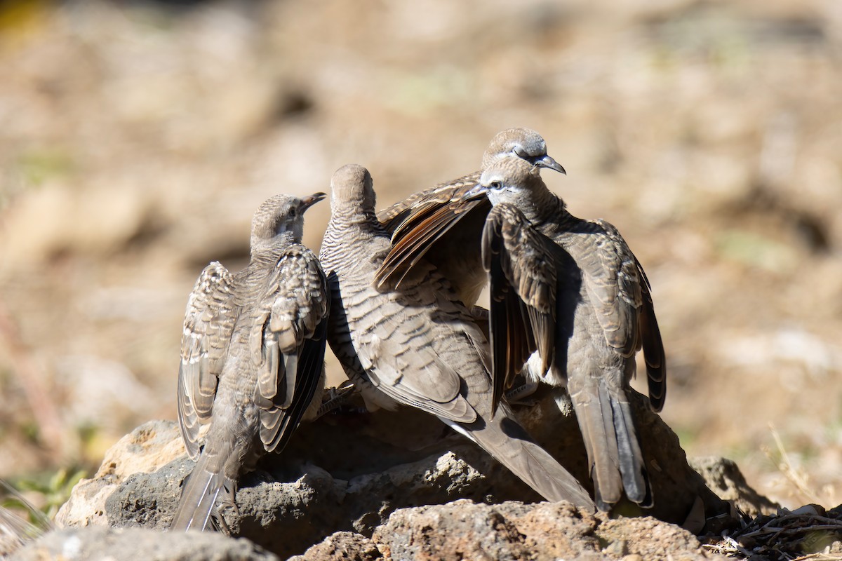 Zebra Dove - ML509496661