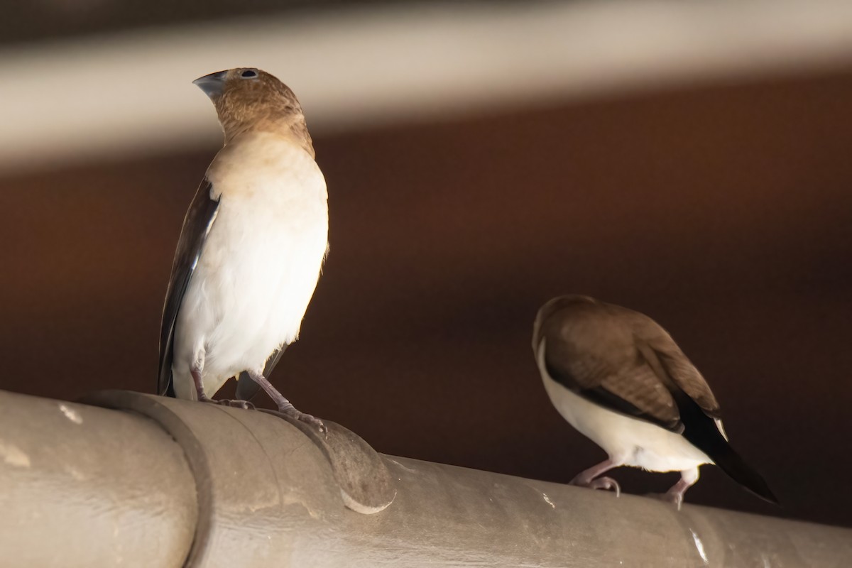 African Silverbill - ML509496781