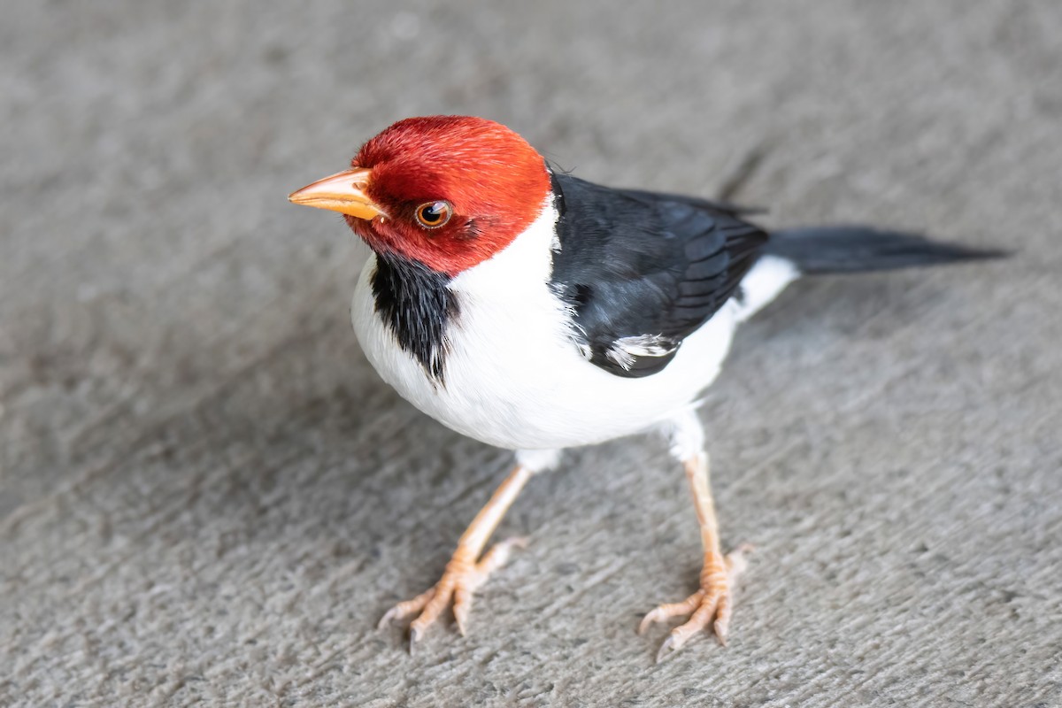 Yellow-billed Cardinal - ML509496851