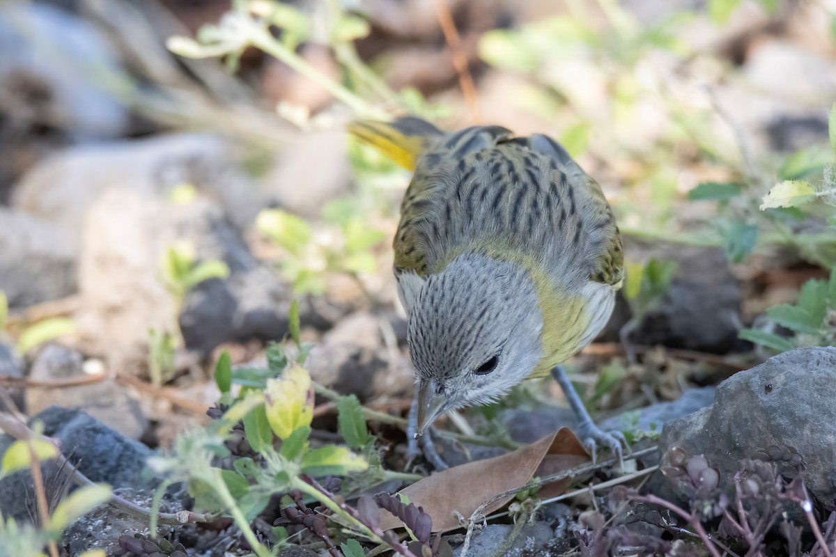 Saffron Finch - ML509496901