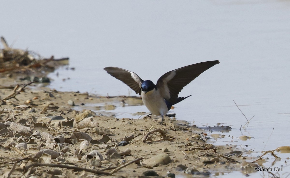 Pearl-breasted Swallow - ML509497111