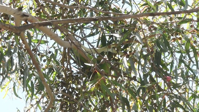 Little Lorikeet - ML509498031