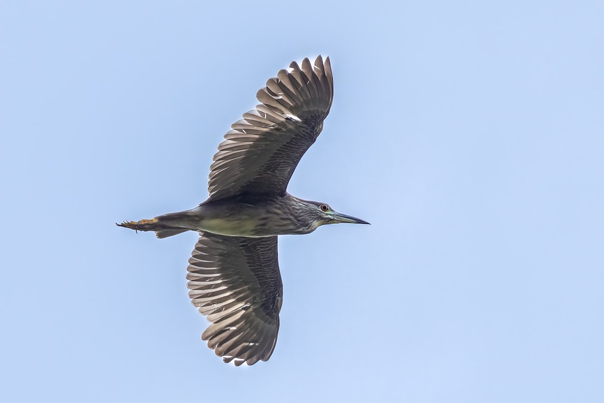 Striated Heron - ML509498121