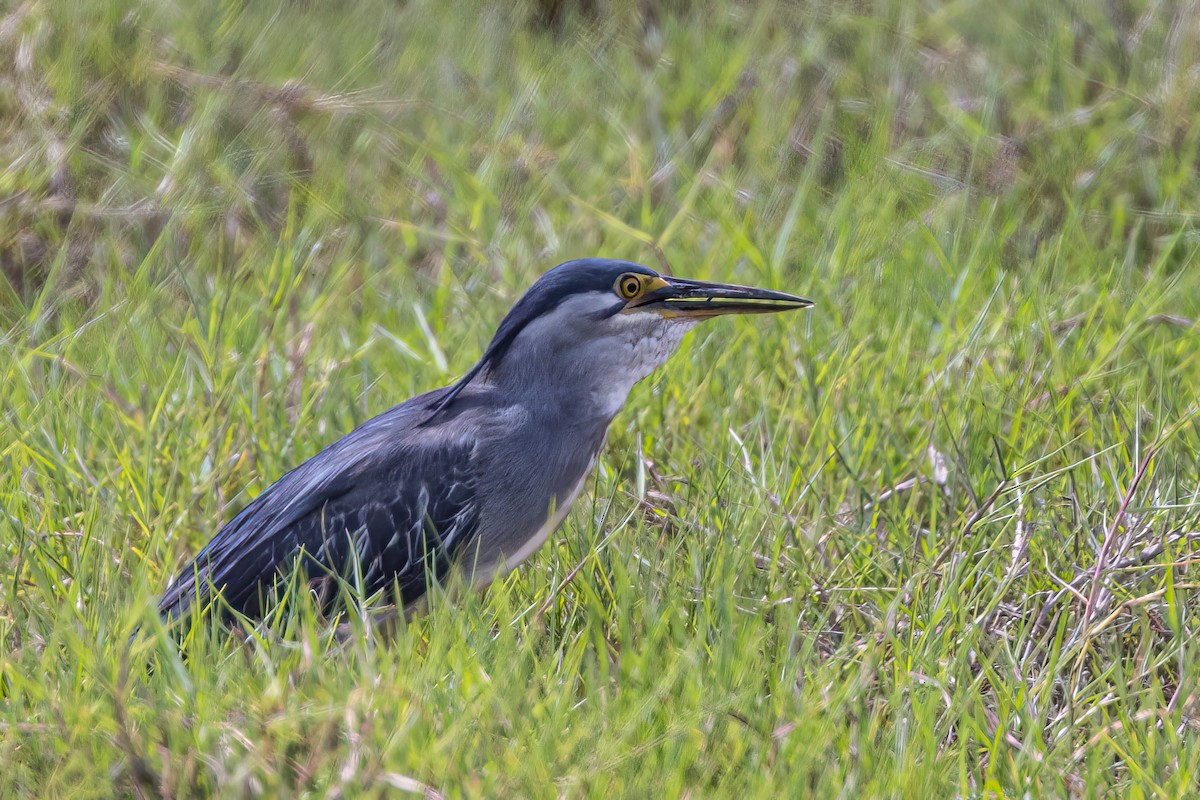 Striated Heron - ML509498131