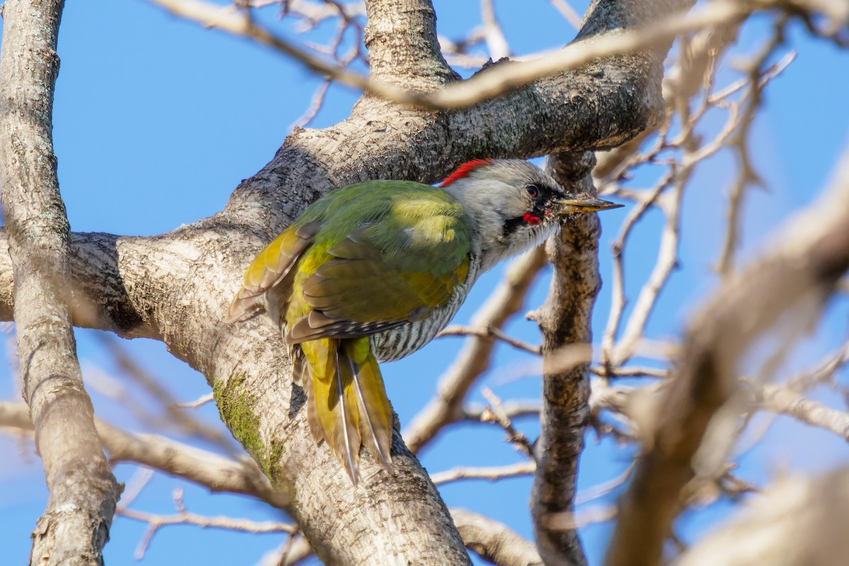 Japanese Woodpecker - Yuya Okuzaki