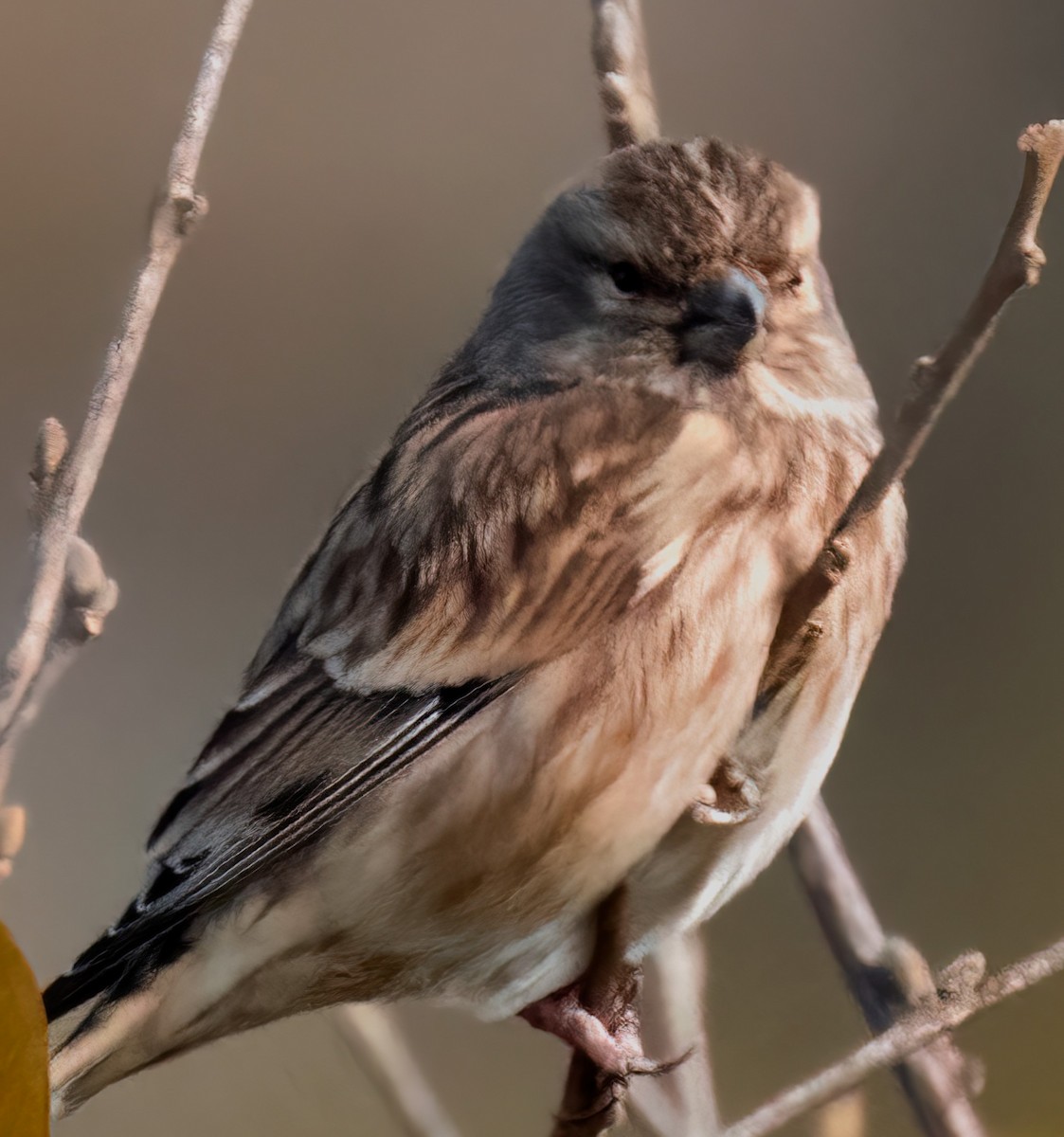 Eurasian Linnet - ML509499521