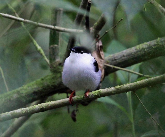 White-bearded Manakin - ML50949981