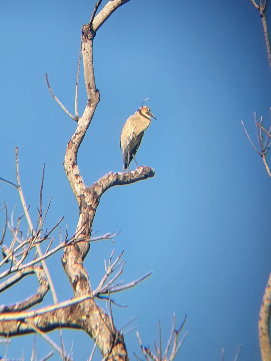 Whistling Heron - ML509501161