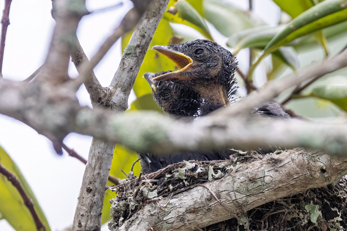 Ashy Drongo - Ralf Weinand