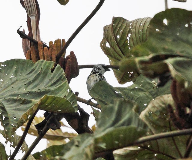 Gray-and-gold Tanager - Tom Murray